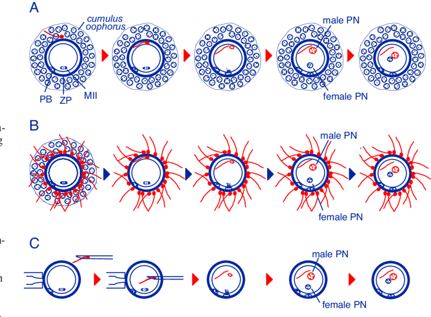 Fertilization In Mammals Under Natural Conditions, - Fertilisation (850x625), Png Download