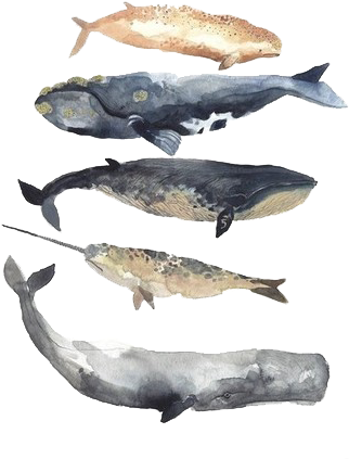 Whales - Whales Watercolor (500x500), Png Download