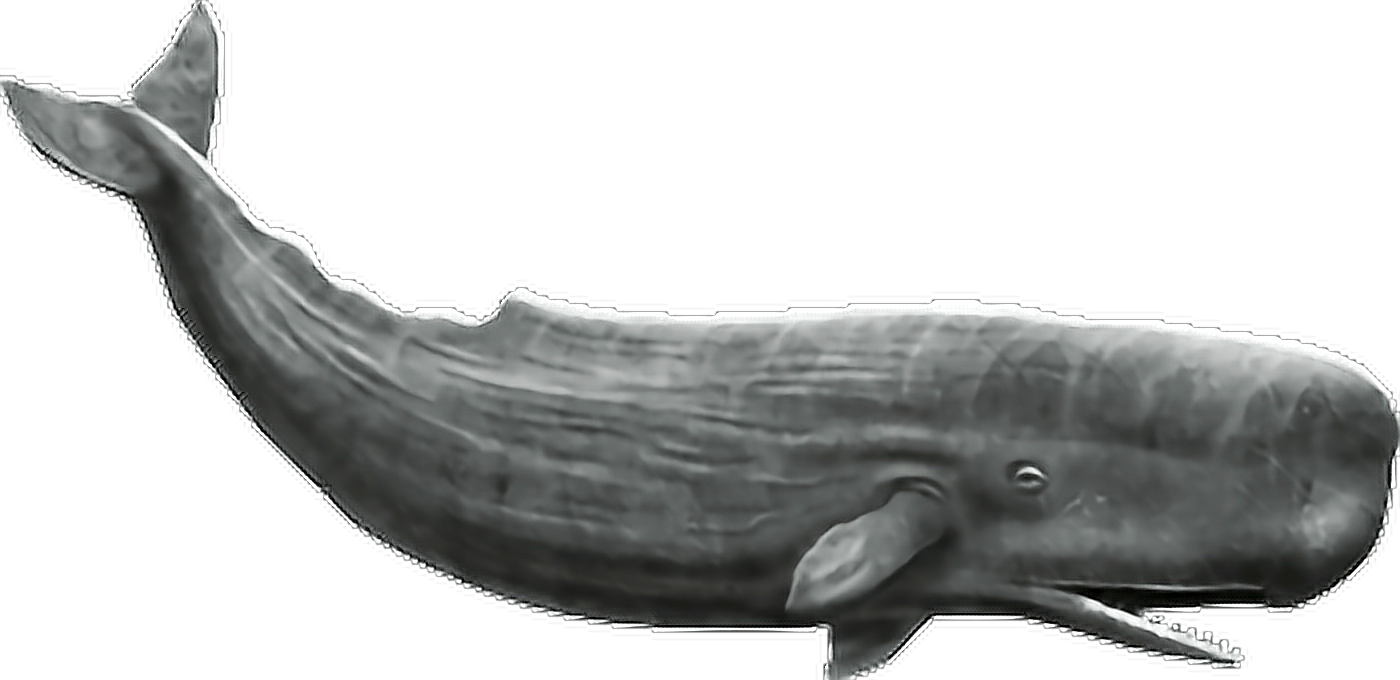 Report Abuse - Whale Png (1400x680), Png Download