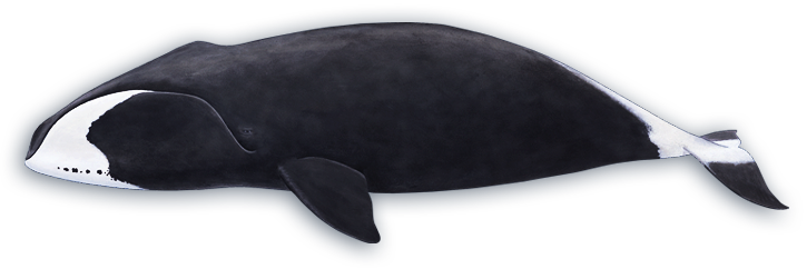 Bowhead Whale - Killer Whale (725x242), Png Download