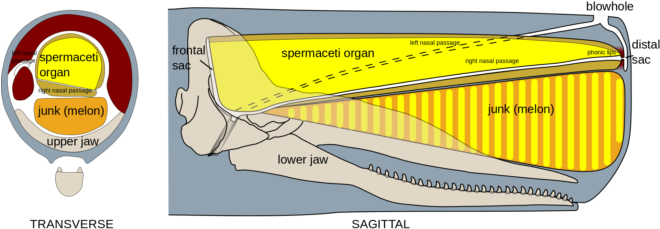 Sperm Whales - “ - Sperm Whale Oil (660x237), Png Download