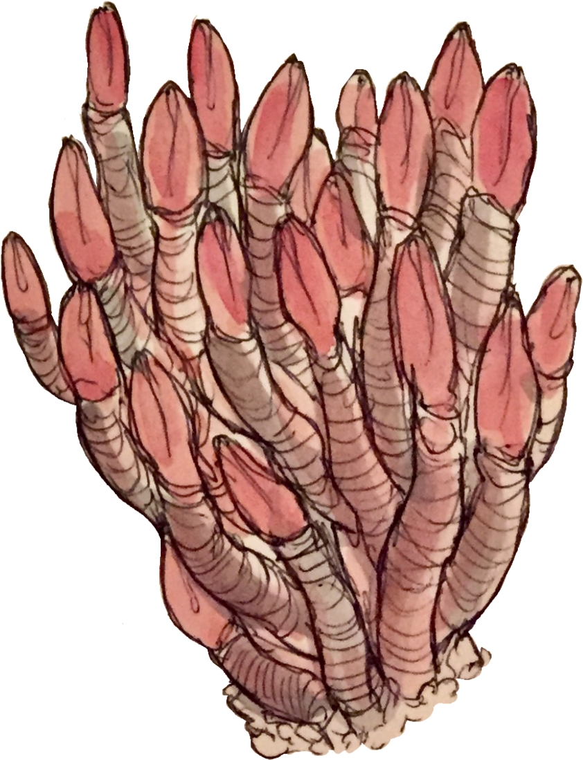 Some Transparent Deep Sea Images - Illustration (1280x1280), Png Download