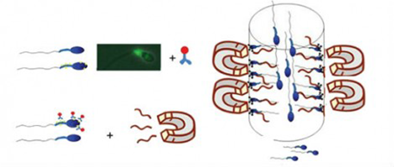 Columna De Anexina - Magnetic Activated Cell Sorting Sperm (800x600), Png Download