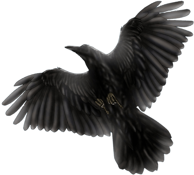 Black Bird Flying Drawing - Black Bird Transparent (1097x823), Png Download