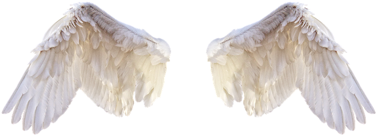 White Wings, Wings, Bird, Feathers, Freedom, Fly, Png - Portable Network Graphics (901x720), Png Download