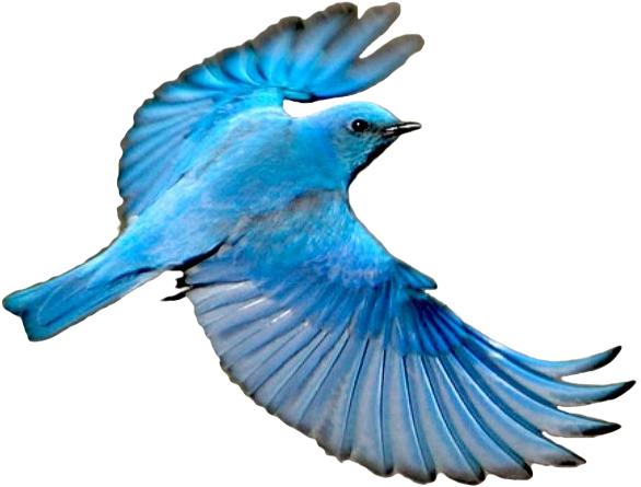 Blue Bird Flying - Flying Mountain Blue Bird (593x488), Png Download