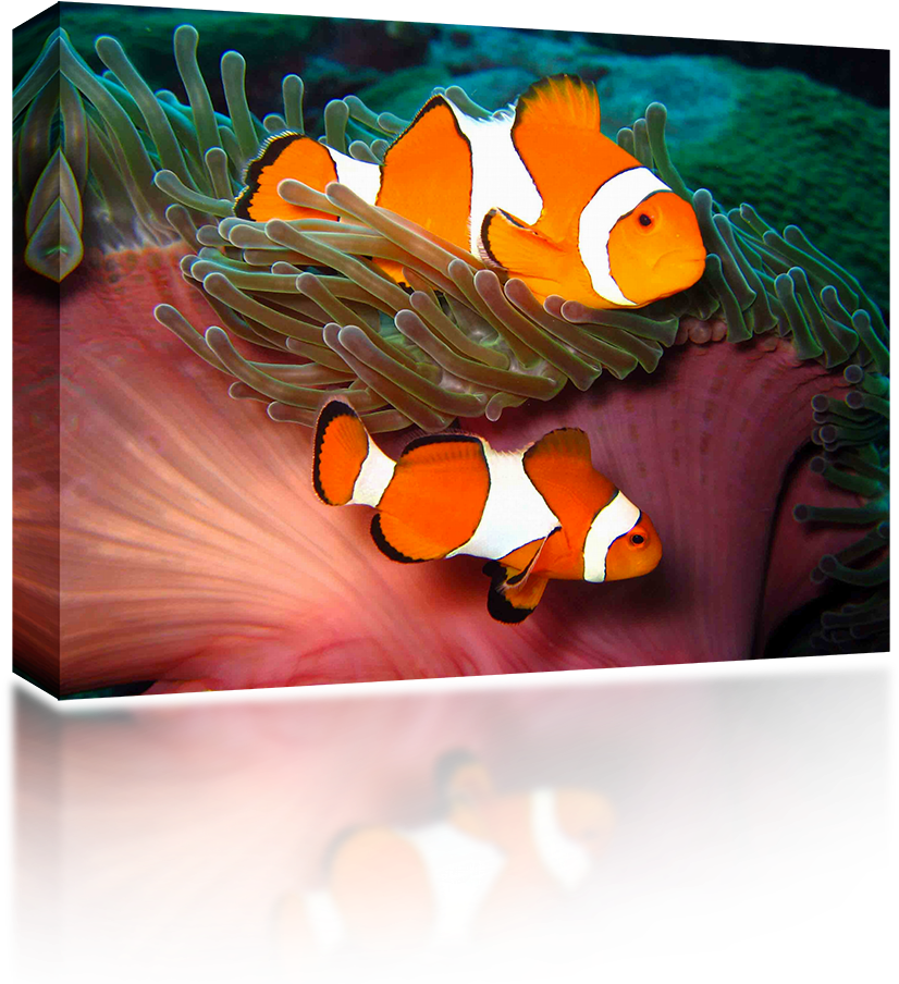 Clown Fish - Still Life (1024x1024), Png Download