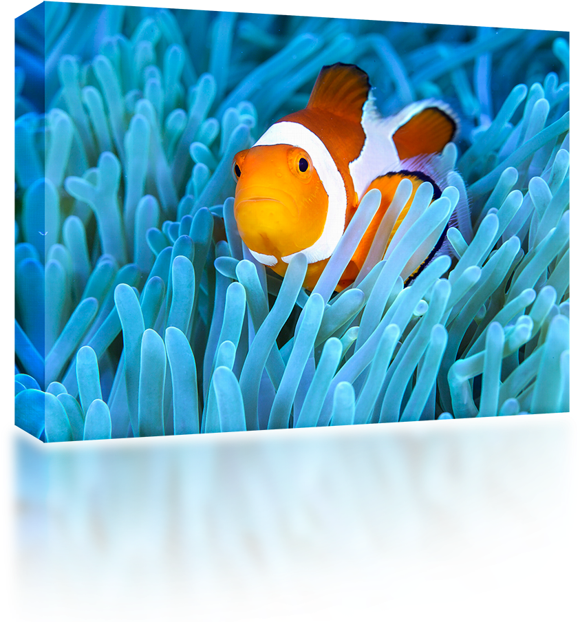 Clown Fish Reef - Wireless Speaker (1024x1024), Png Download