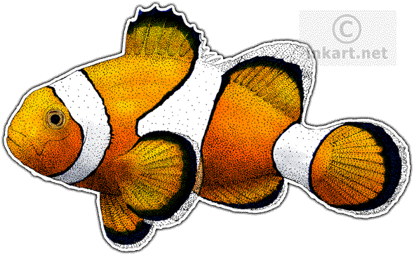 Common Clownfish Decal - Clown Fish Drawing (590x363), Png Download