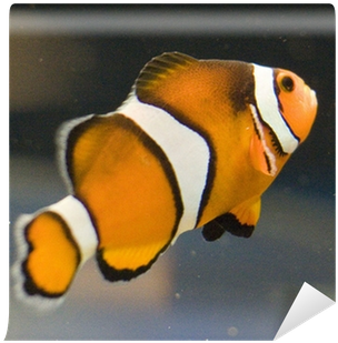Coral Reef Fish (400x400), Png Download