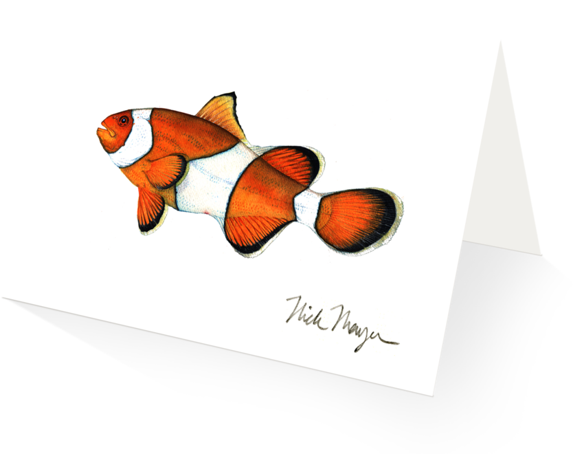 Clownfish - Silver Creek Press 2017 Sea Life Wall Calendar (1024x825), Png Download