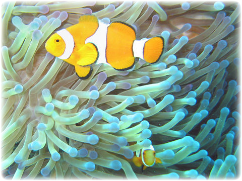 Image Details - Symbiosis Definition (480x360), Png Download