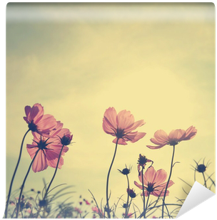 Vintage Cosmos Flowers In Sunset Time Wall Mural • - Kindness Is Beautiful Quotes (400x400), Png Download