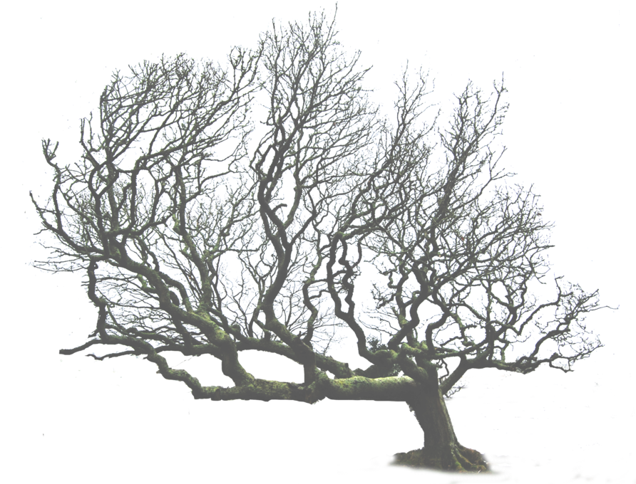 Tree Png Leaning Tree - Dead Trees Png (900x691), Png Download