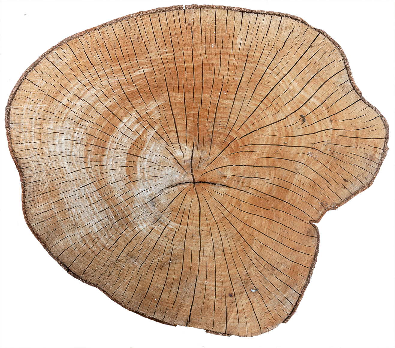 Wood End 01 - Wooden Texture Stump Png (1317x1159), Png Download