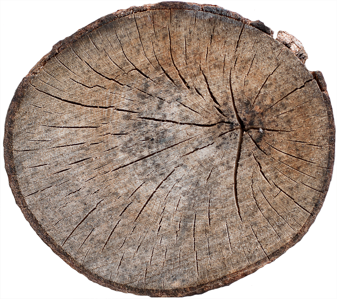 Wood End 14 - Tree Stump End Texture (1162x1031), Png Download
