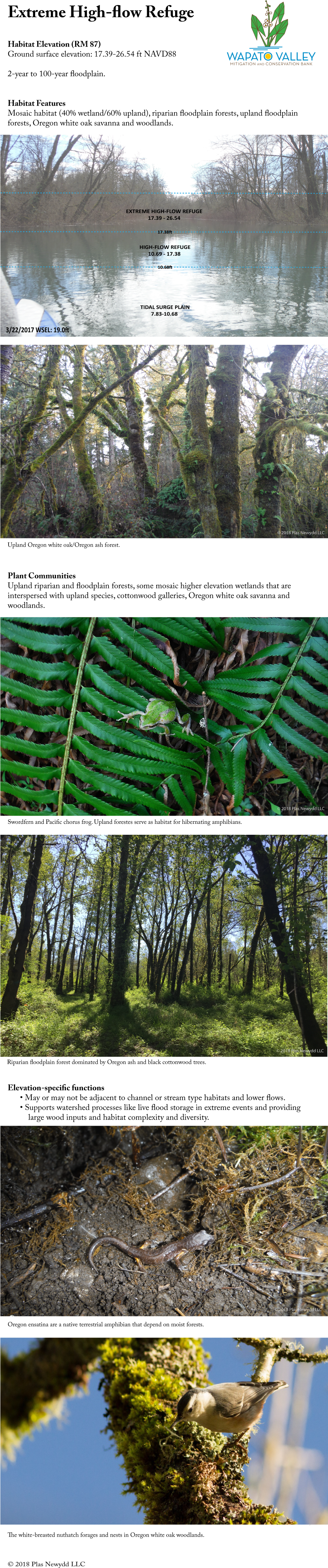 Send Keyboard Focus To Media - Pond Pine (961x4635), Png Download