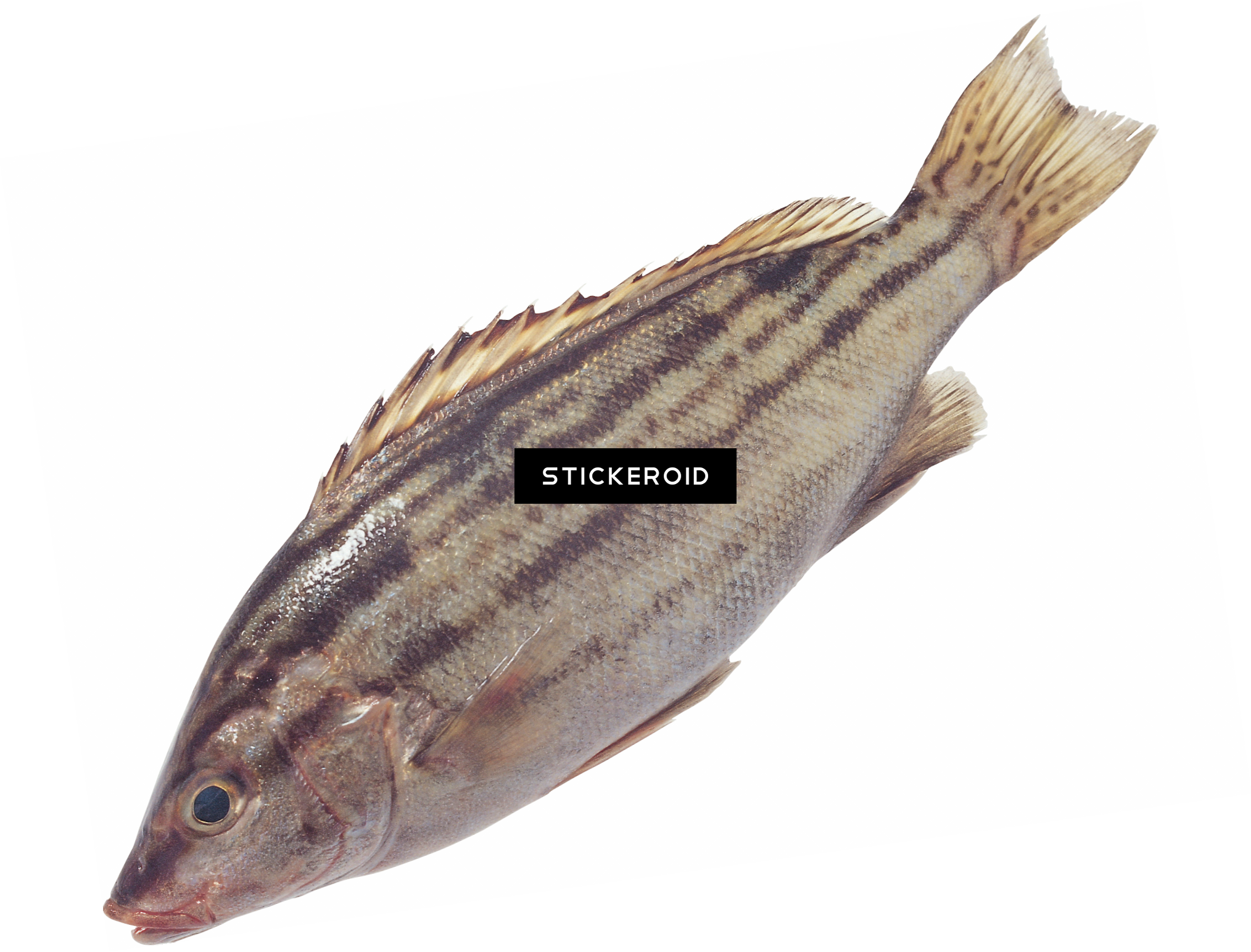 Fish - 常见 食用 海鱼 图片 (2028x1544), Png Download