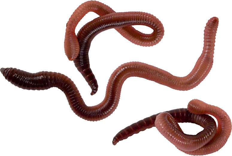 Worm Png (775x523), Png Download