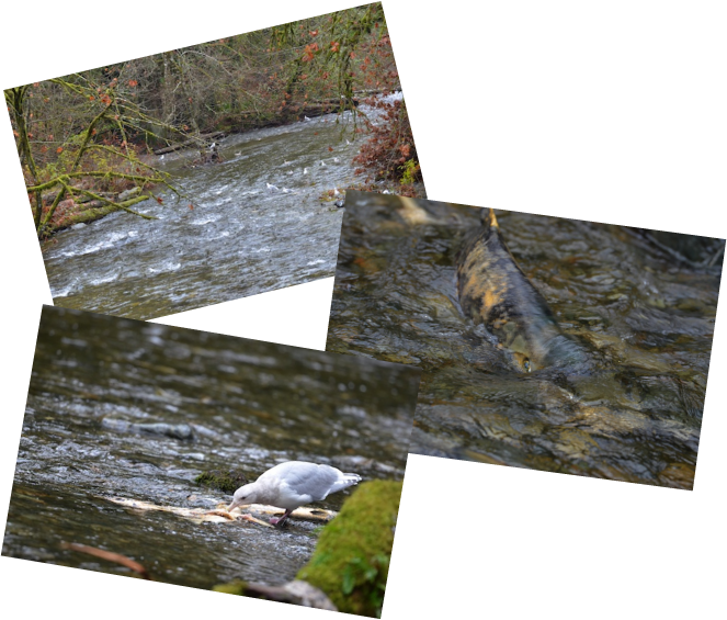 There Is Not An Overabundance Of Dead Fish Yet So The - Wood (663x565), Png Download