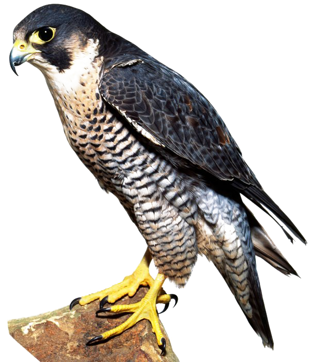 Falcon Png Image - Falcon Bird (661x720), Png Download