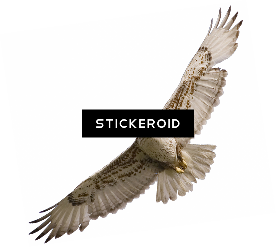 Фалкон Falcon - Hawk (887x794), Png Download