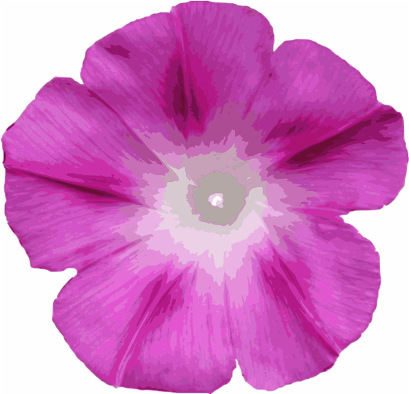 Hearts Free Morning Glory - Morning Glory Clipart (800x618), Png Download
