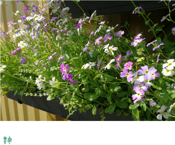 Altankasse Blomsterfrøblanding - Etårig - Kilogram (610x610), Png Download