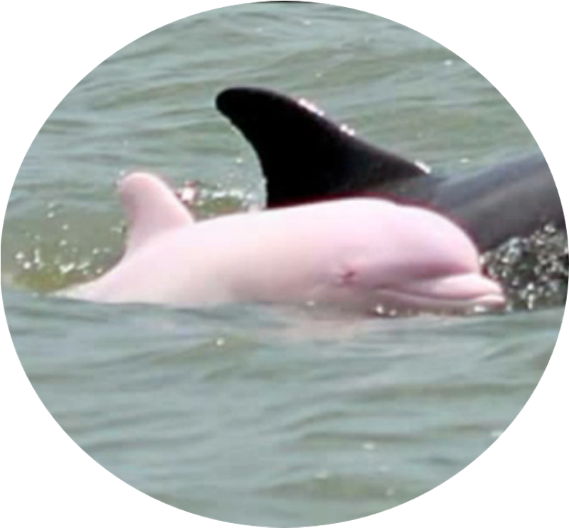 Pink Dolphin - “ - Louisiana Pink Dolphin (800x756), Png Download