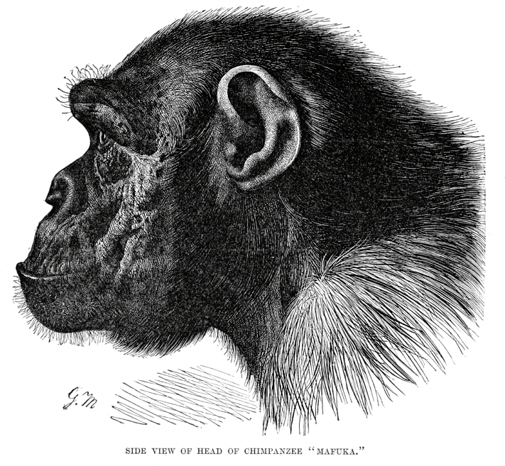 Chimpanzee Head - Great Apes (760x684), Png Download