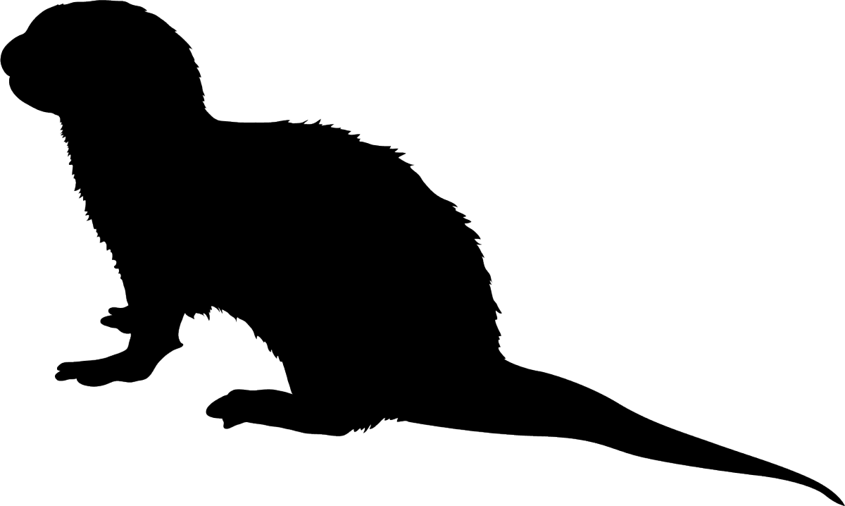 River Otter Black Silhouette - Silhouette Of An Otter (1200x718), Png Download