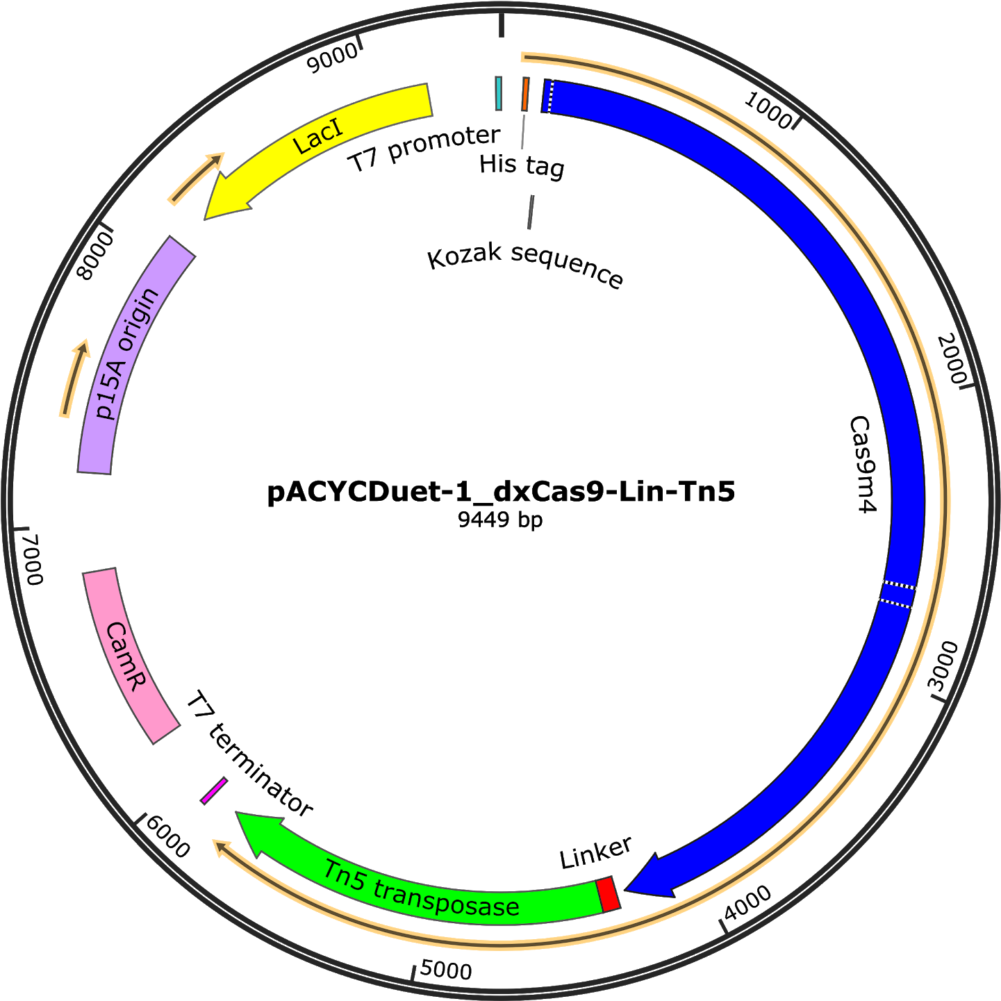 Picture Of Timeline Of The Relevance Of Gene Doping - Circle (1506x1600), Png Download