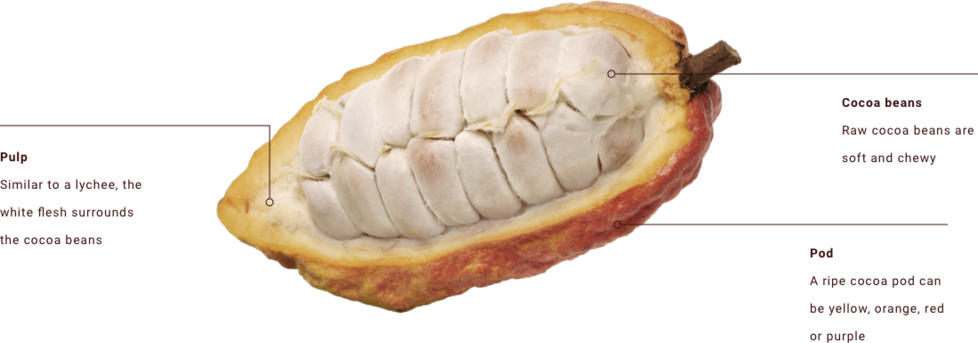 Where Do Cocoa Beans Come From Peek Inside A Cocoa - Durian (978x343), Png Download