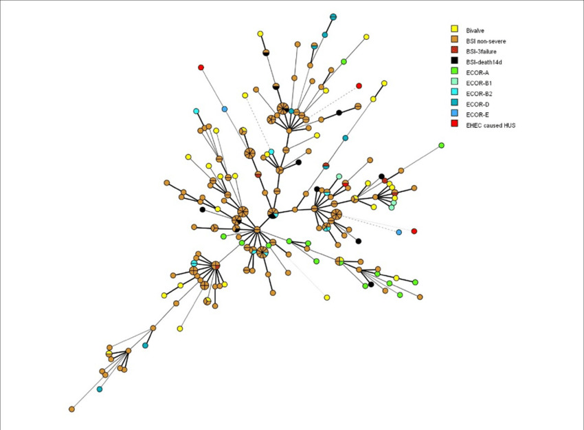 Minimal Spanning Tree Showing The Phylogenetic Relationships - Organ (850x625), Png Download