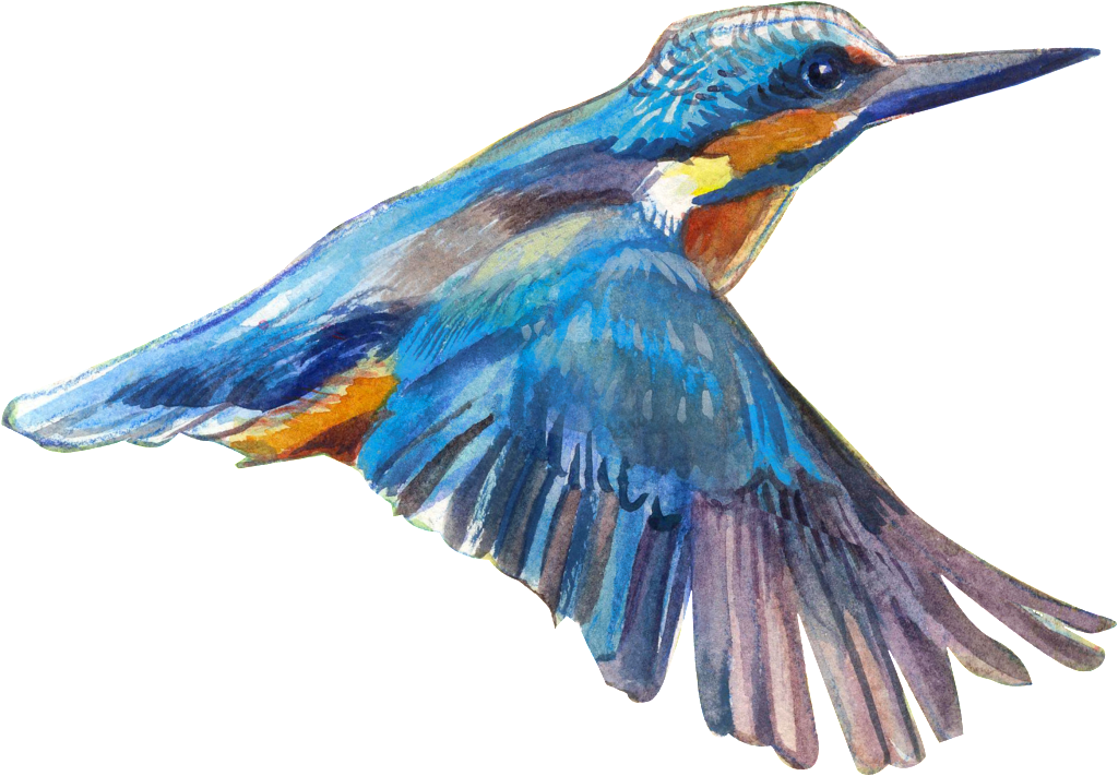 Flying Bird Transparent - Bird (1024x711), Png Download