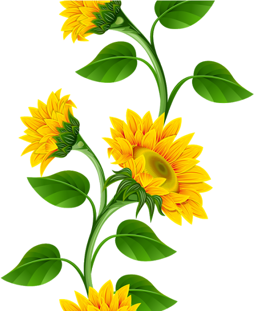 Clipart De Girassol Para Montagens Digitais Cantinho - Sunflower Flower Clip Art (1200x630), Png Download