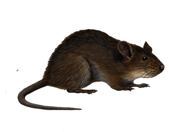 Png Rat 4 By Moonglowlilly Pluspng - Rat Png (999x799), Png Download