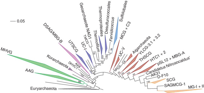 Phylogenetic Diversity Of Major Archaeal Clades Of - Document (850x390), Png Download