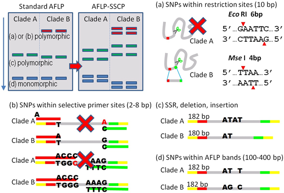 Four Genetic Variation Types Of Standard Aflp And Aflp - Design Snp Sscp Primer (903x396), Png Download