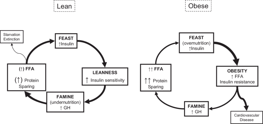 Schematic Integration Of The "feast And Famine Cycle" - Feast Famine Cycle (850x401), Png Download