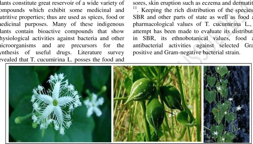 Plant Parts Of T - Flower (850x485), Png Download