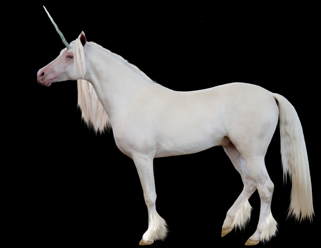 Stallion (1024x791), Png Download