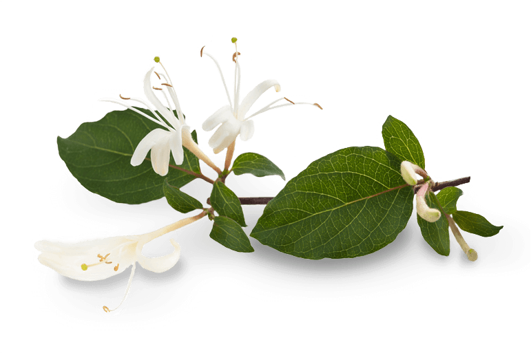 Download Honeysuckle - Transparent Honeysuckle PNG Image with No