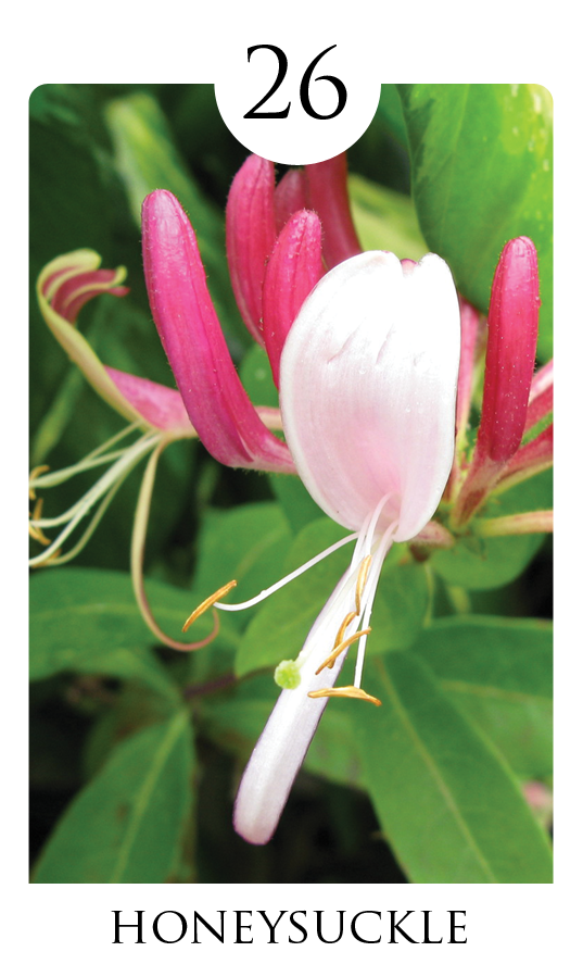 Honeysuckle (1920x1080), Png Download