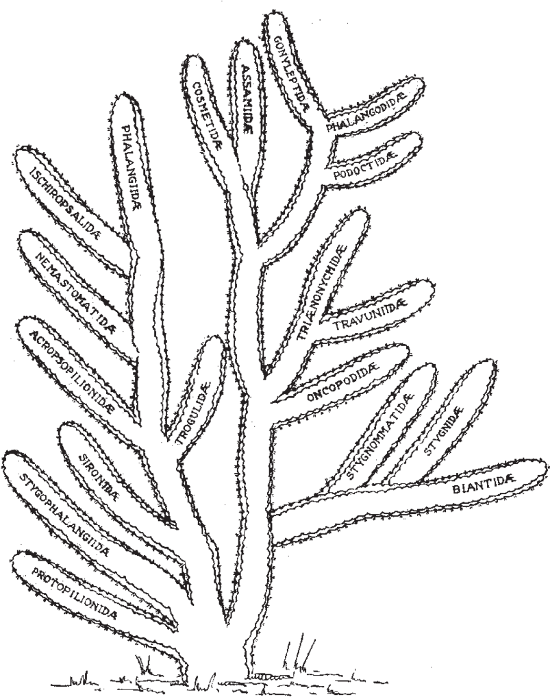 Drawing Cactus Texture - Drawing (850x1030), Png Download