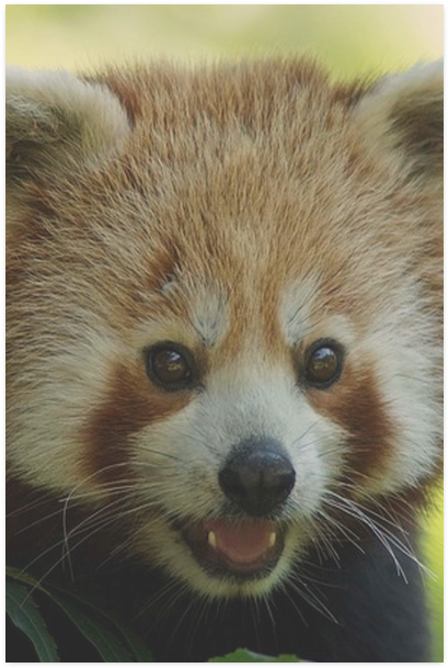 Red Panda Greeting Cards (800x800), Png Download