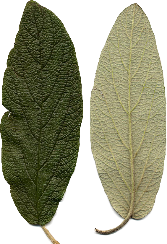 Bgtransp L Viburnum Rhytidophyllum Leaf Detail - Viburnum Rhytidophyllum (565x826), Png Download