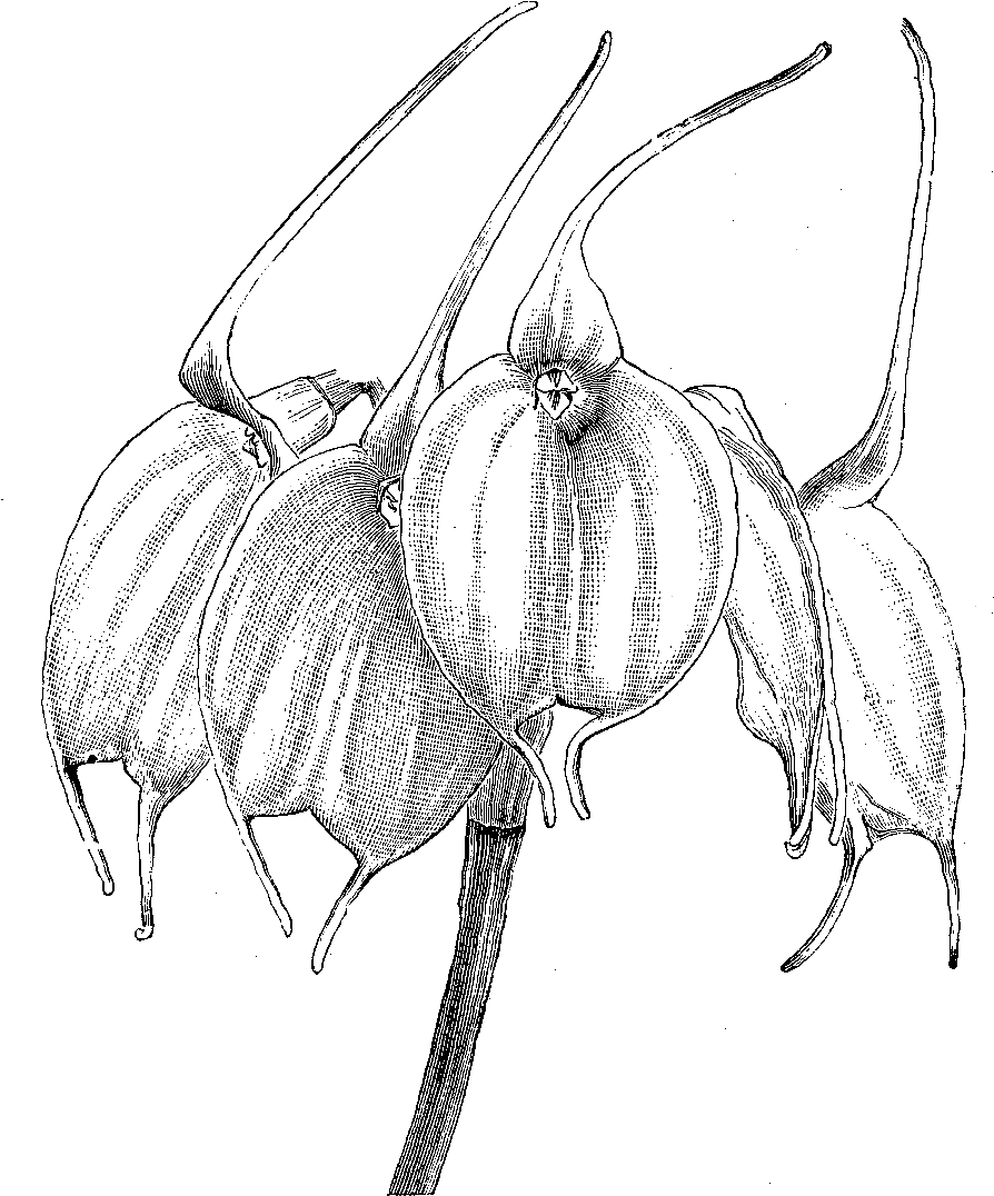 Orchid Illustration - Sketch (905x1157), Png Download