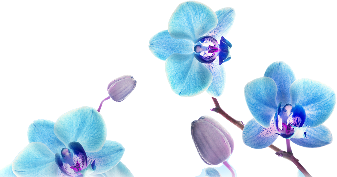 Orchid Transparent Blue Jpg Library Stock - Blxecky 5d Diy Diamond Painting By Number Kitsbutterfly(16x16inch/40x40cm) (1400x800), Png Download