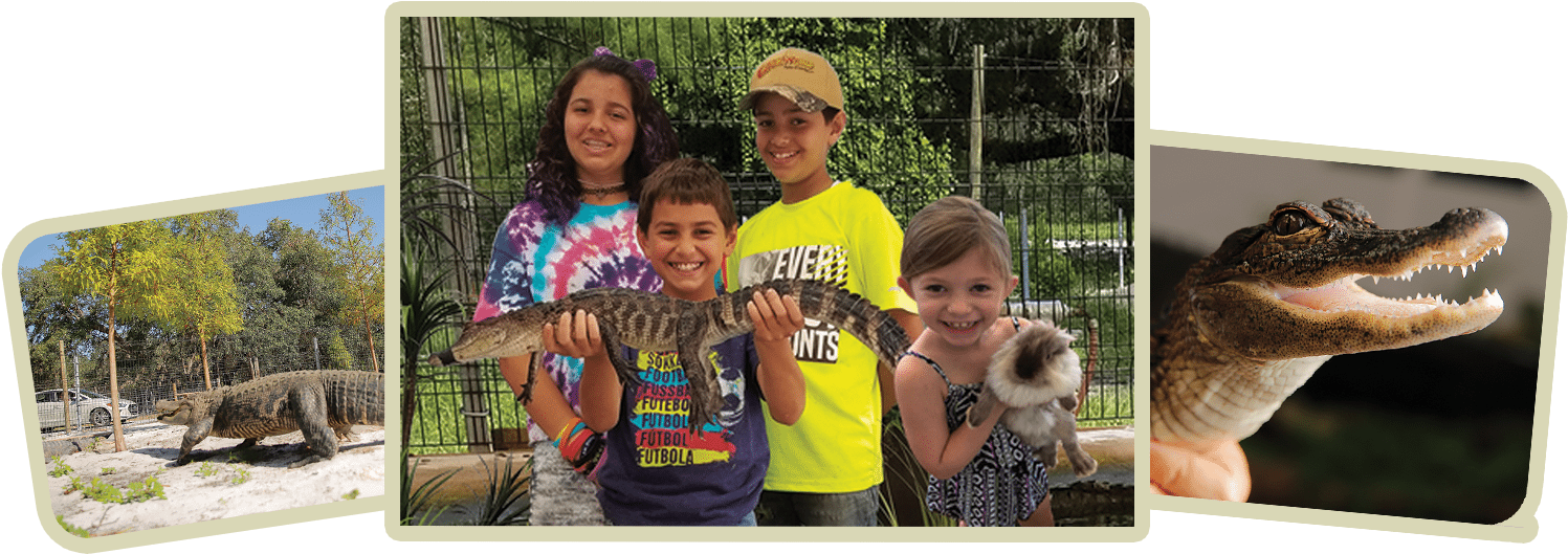 Use Promo Code Gw920 And Save 15% - Alligator (1512x768), Png Download